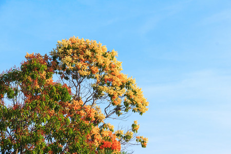 leaf tree with sky background