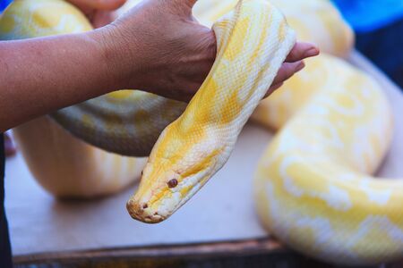 yellow snake on hand people shownの写真素材