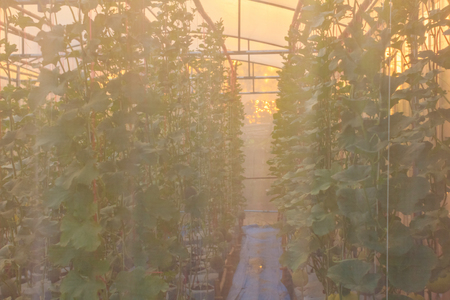 melon tree in fabric cover protectionの写真素材