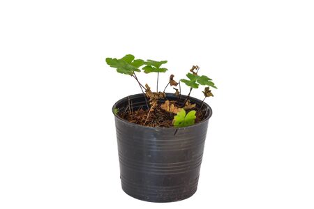 fresh small tree in plastic pot isolated white back groundの写真素材