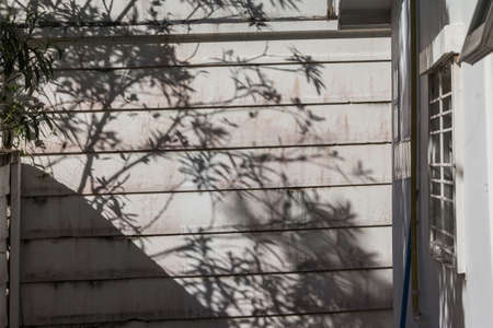 leaf tree shadow on wall of house