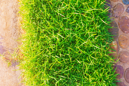 

Green grass with sunlight at gardenの写真素材