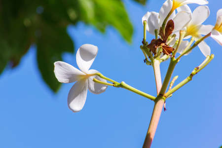 White plumeria bloom on natural backgroundの写真素材