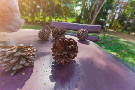 Pinecone on wood table with pine tree background