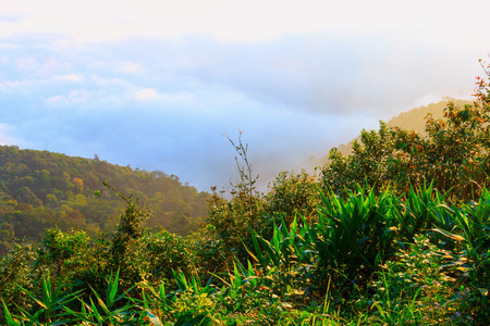 Forest of gree tree in national park, Phu ruea, Loie in Thailand