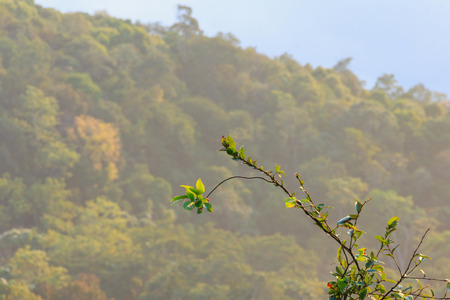 Forest of gree tree in national park, Phu ruea, Loie in Thailand