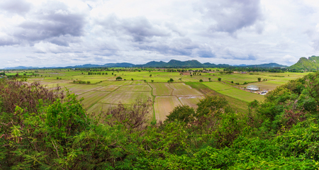 green rice filed landscape with sky cloudy and mountain background, panoramaの写真素材