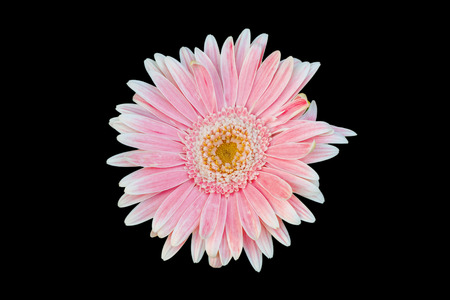 Pink gerbera daisy flower isolated with black backgroundの写真素材