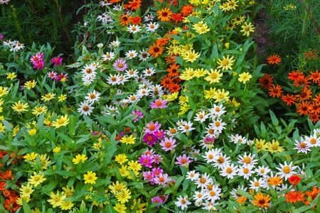 variety color of Common daisy flower in gardenの写真素材