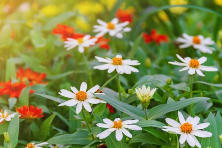 white common daisy flower in garden with light leak style