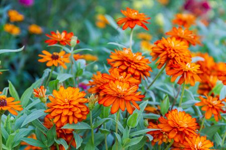 orange Zinnia flower in garden with light leak styleの写真素材