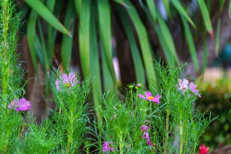 pink common daisy flower in gardenの写真素材
