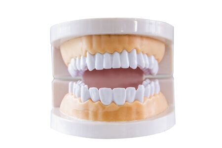 human teeth models for teaching knowledge with white background