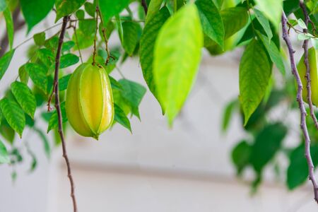 fresh star fruit on branch and green stem with sunlight in home gardenの写真素材