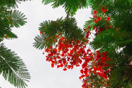 frame of Delonix regia flower on stem with green leaf with sky  background and copy space