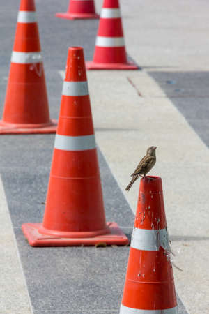 little bird hold on traffic cone at road