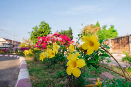 Allamanda cathartica flower in garden on day time