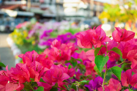 bougainvillea flower bloom in garden on day timeの写真素材