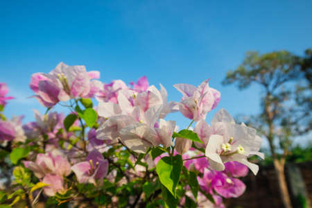 bougainvillea flower bloom in garden on day timeの写真素材