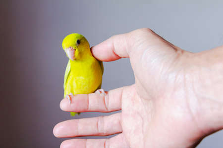 forpus parrot hold on human finger with clear backgroundの写真素材