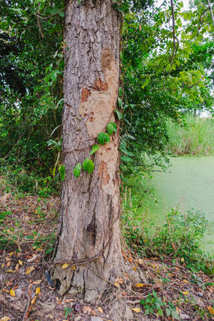 termite nest is attached to a large tree in the middle of nature at dayの写真素材