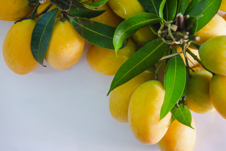 Marian plum was bunched with a wooden rope with white background