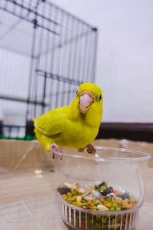 forpus parrot perched on a black iron cage stood in the room