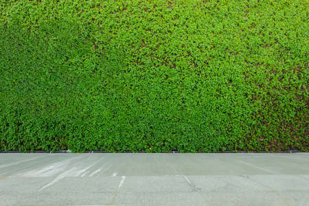 Green grass on field with top view on wallの写真素材