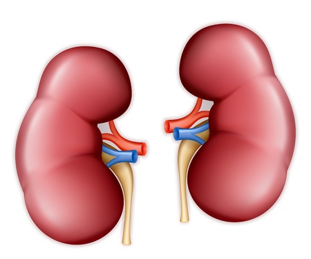 Human kidneyのイラスト素材