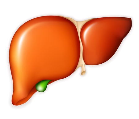 Human liverのイラスト素材
