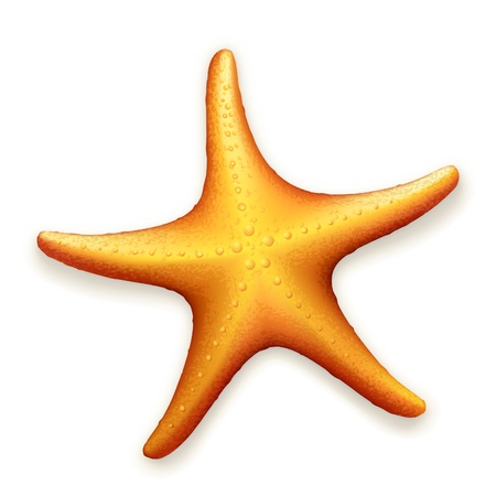 Sea Starfishのイラスト素材