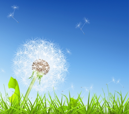 White Dandelionのイラスト素材