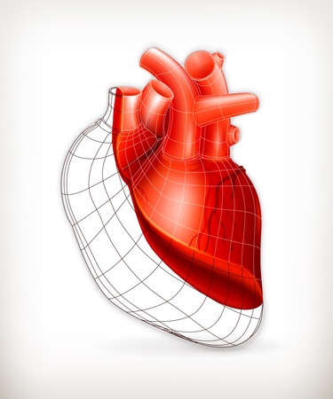 Heart structureのイラスト素材