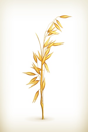 Oatのイラスト素材