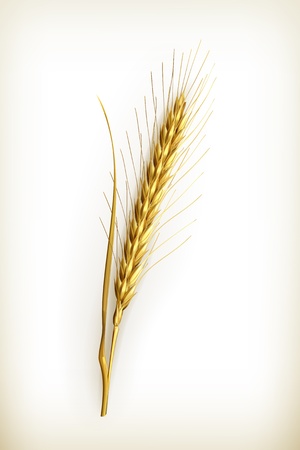 Ear of wheatのイラスト素材