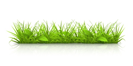 Grassのイラスト素材