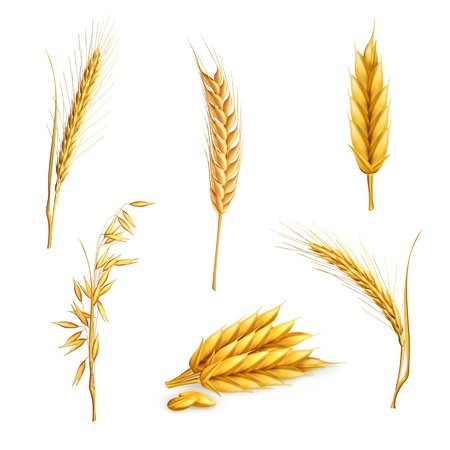 Wheat, setのイラスト素材