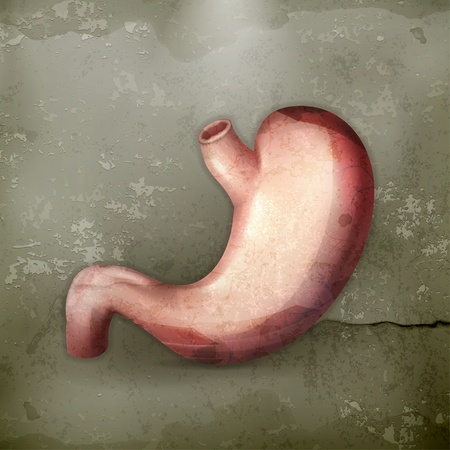 Human stomach, old-styleのイラスト素材