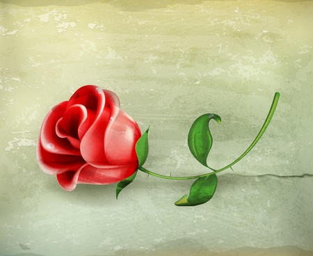 Rose, old-styleのイラスト素材