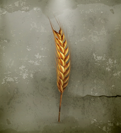 Ear of wheat, old-styleのイラスト素材