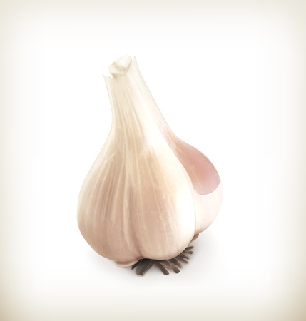 Garlicのイラスト素材
