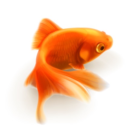 Goldfish photo realistic illustrationのイラスト素材