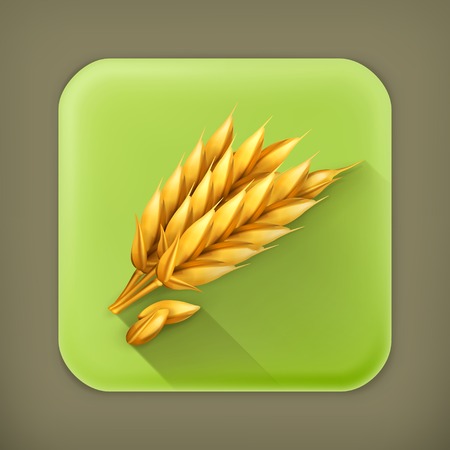Wheat, long shadow vector iconのイラスト素材