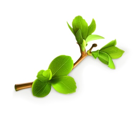 Spring leaves, vector illustration detailedのイラスト素材