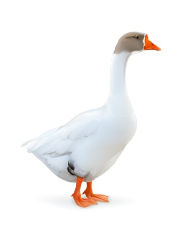 Goose, farm animals vector illustrationのイラスト素材