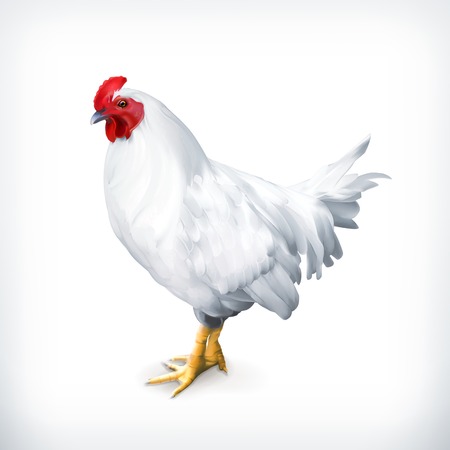 White chicken, vector illustrationのイラスト素材