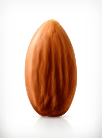 Almond, vector iconのイラスト素材