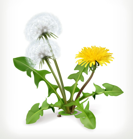 Dandelion flowers, vector iconのイラスト素材