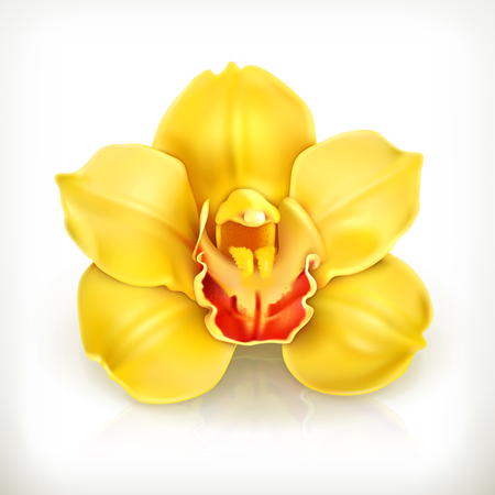 Orchid flower, vector iconのイラスト素材