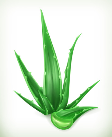 Aloe, vector iconのイラスト素材